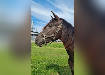 PRE Mix, Stallion, 2 years, 16 hh, Smoky-Black