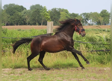 PRE Mix, Stallion, 2 years, 16,1 hh, Bay-Dark