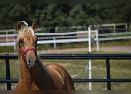 PRE, Stallion, 2 years, 16,2 hh, Palomino