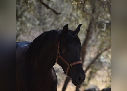 PRE, Stallion, 2 years, 17 hh, Black