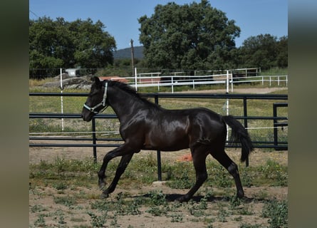 PRE, Stallion, 2 years, 17 hh, Black