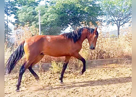 PRE Mix, Stallion, 2 years, Bay