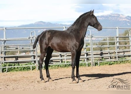 PRE, Stallion, 2 years, Black