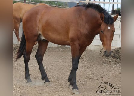 PRE, Stallion, 2 years, Brown