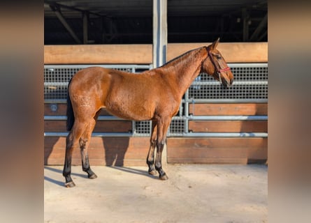 PRE Mix, Stallion, 2 years