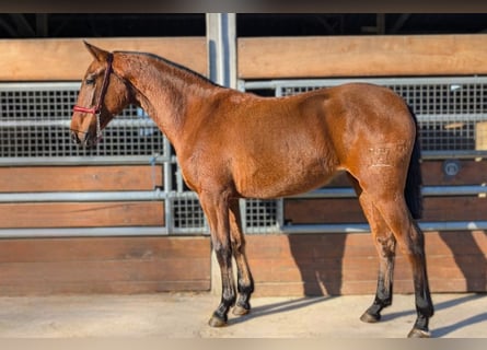 PRE Mix, Stallion, 2 years