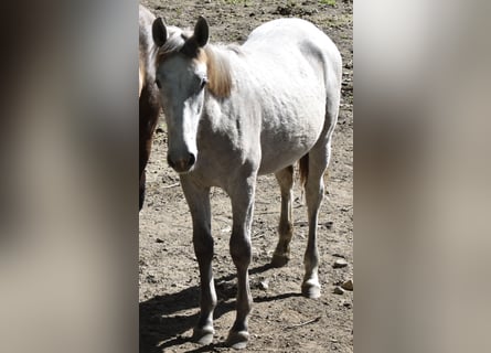 PRE, Stallion, 2 years, Grey