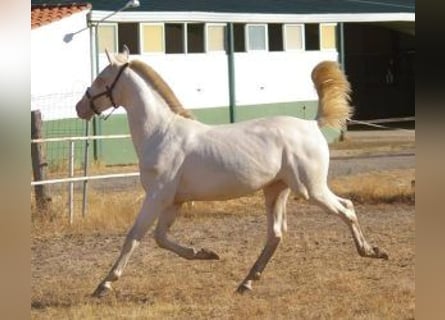 PRE Mix, Stallion, 2 years, Overo-all-colors
