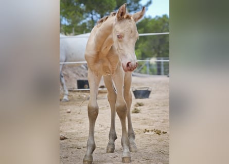 PRE, Stallion, 2 years, Perlino