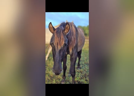 PRE Mix, Stallion, 3 years, 14,3 hh, Black