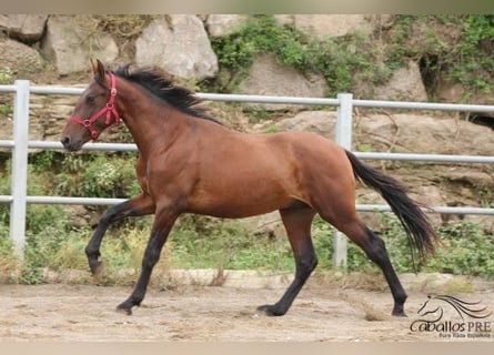 PRE, Stallion, 3 years, 15,1 hh, Brown