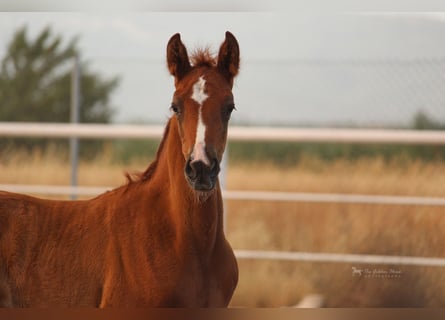 PRE Mix, Stallion, 3 years, 15,1 hh, Chestnut-Red