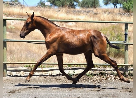 PRE Mix, Stallion, 3 years, 15.1 hh, Chestnut-Red