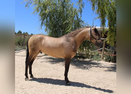 PRE, Stallion, 3 years, 15,1 hh, Dun