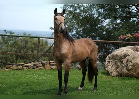 PRE Mix, Stallion, 3 years, 15,1 hh, Dun