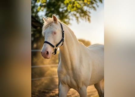 PRE Mix, Stallion, 3 years, 15.1 hh, Perlino