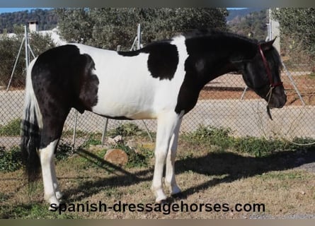 PRE Mix, Stallion, 3 years, 15,1 hh, Pinto