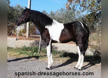 PRE Mix, Stallion, 3 years, 15,1 hh, Pinto