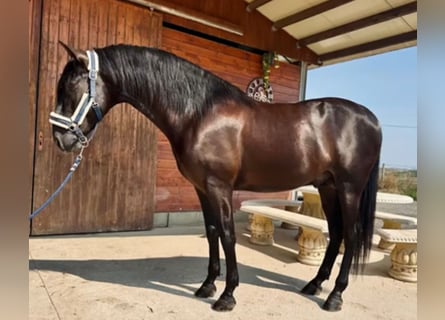 PRE Mix, Stallion, 3 years, 15,2 hh, Black