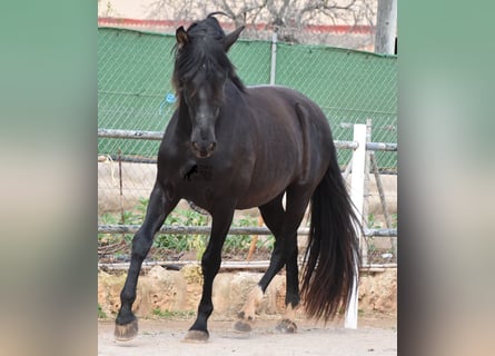 PRE, Stallion, 3 years, 15,2 hh, Black