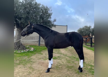 PRE, Stallion, 3 years, 15,2 hh, Black