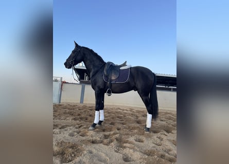 PRE Mix, Stallion, 3 years, 15,2 hh, Black