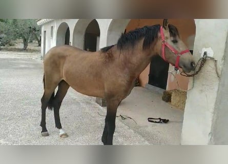 PRE, Stallion, 3 years, 15,2 hh, Brown