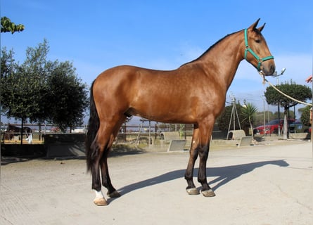 PRE Mix, Stallion, 3 years, 15,2 hh, Brown