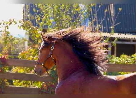 PRE Mix, Stallion, 3 years, 15.2 hh, Brown-Light