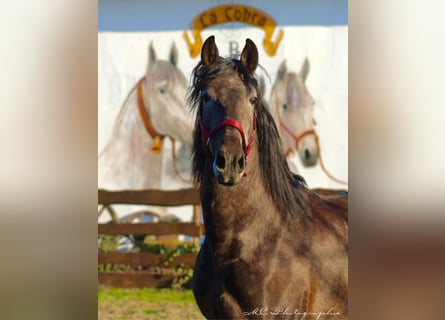 PRE, Stallion, 3 years, 15,2 hh, Can be white