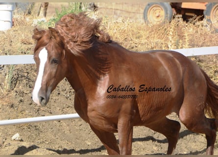 PRE, Stallion, 3 years, 15.2 hh, Chestnut-Red