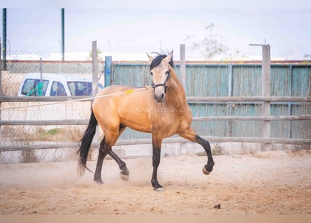 PRE, Stallion, 3 years, 15,2 hh, Dun