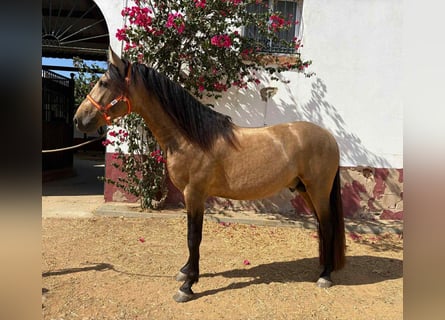 PRE Mix, Stallion, 3 years, 15.2 hh, Dun