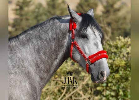 PRE, Stallion, 3 years, 15,2 hh, Gray