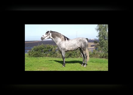 PRE, Stallion, 3 years, 15,2 hh, Gray