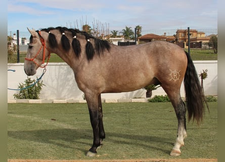 PRE, Stallion, 3 years, 15.2 hh, Gray-Red-Tan