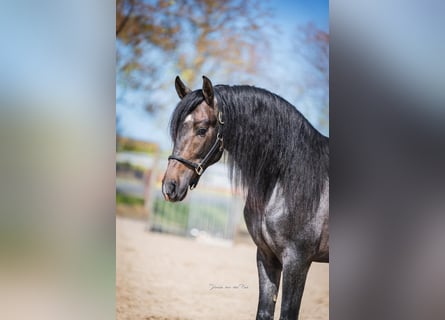 PRE Mix, Stallion, 3 years, 15.2 hh, Grey