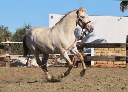 PRE, Stallion, 3 years, 15.2 hh, Pearl