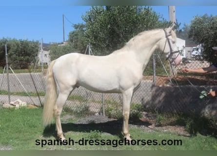 PRE Mix, Stallion, 3 years, 15,2 hh, Perlino