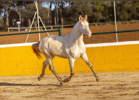 PRE Mix, Stallion, 3 years, 15,2 hh, Perlino