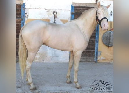 PRE, Stallion, 3 years, 15,2 hh, Perlino