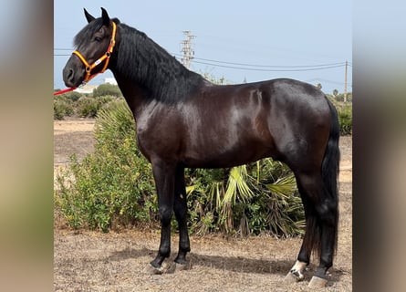 PRE, Stallion, 3 years, 15.3 hh, Black
