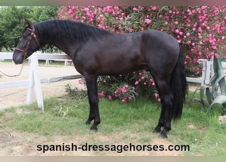 PRE Mix, Stallion, 3 years, 15,3 hh, Black