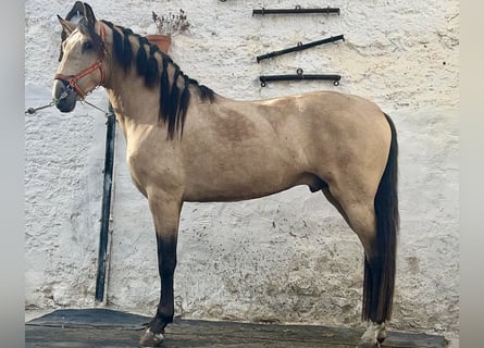 PRE, Stallion, 3 years, 15.3 hh, Buckskin