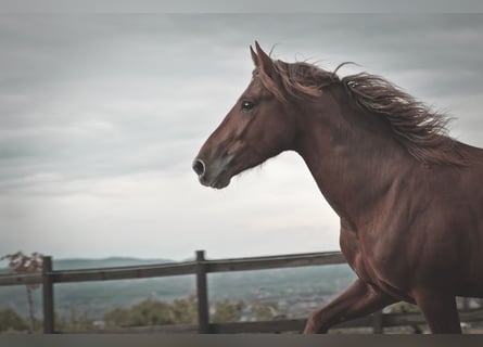 PRE Mix, Stallion, 3 years, 15,3 hh, Chestnut