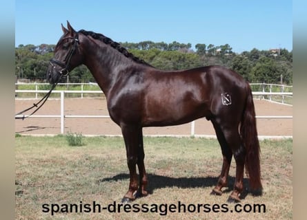 PRE Mix, Stallion, 3 years, 15,3 hh, Chestnut