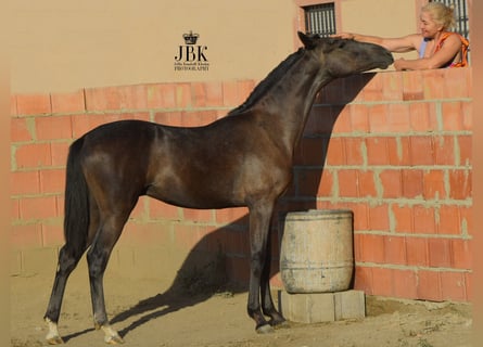 PRE, Stallion, 3 years, 15,3 hh, Gray