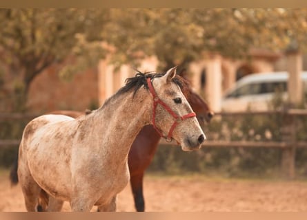 PRE, Stallion, 3 years, 15.3 hh, Grey