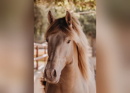 PRE, Stallion, 3 years, 15.3 hh, Pearl