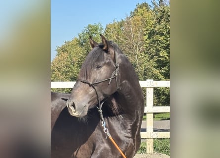 PRE Mix, Stallion, 3 years, 15 hh, Black
